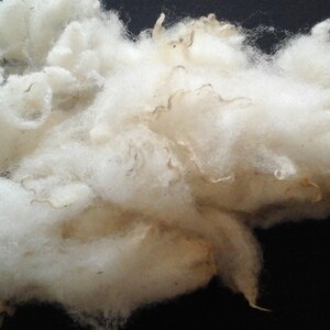 SOUTHDOWN sheep fleece supersoft washed  British conservation breed at risk