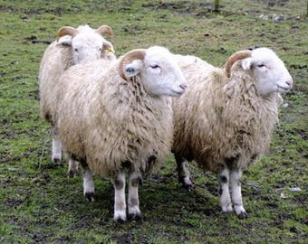 WHITEFACED WOODLAND rare breed rovings, on vulnerable list