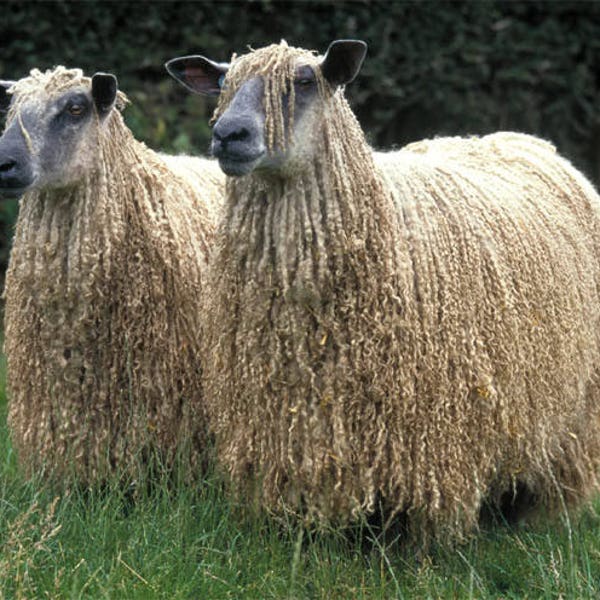 WENSLEYDALE locks, white sumptuous washed locks British conservation rare breed sheep at risk