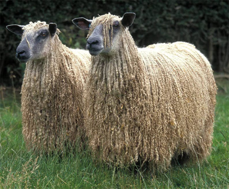 WENSLEYDALE rovings white British conservation rare breed at risk image 1