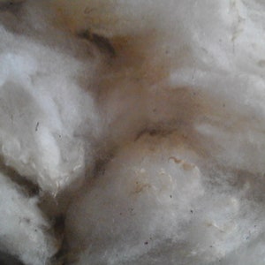 ROUSSIN de la Hague washed fleece rare sheep
