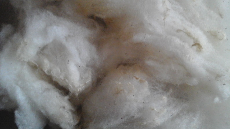 ROUSSIN de la Hague washed fleece rare sheep image 2