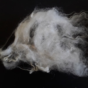 Può includere: Primo piano di un mucchio di fibre di lana bianca grezza. Le fibre sono morbide e soffici, con una consistenza leggermente increspata. La lana è probabilmente utilizzata per l'artigianato tessile.
