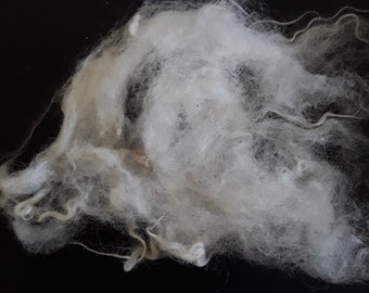 OUESSANT wool rare breed sheep fleece  white washed