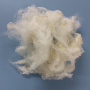 ABERFIELD washed sheep fleece, new breed texel x Bluefaced Leicester