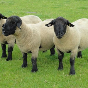 DOWN BREED STUDY taster pack British Dorset Down Suffolk Southdown Shropshire Hampshire Oxford washed fleece 90g /3.15 oz image 1