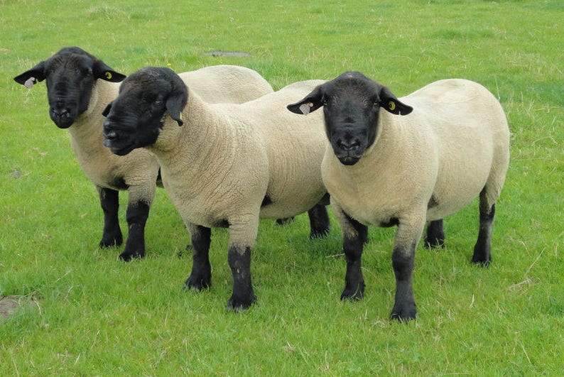 DOWN BREED STUDY taster pack British Dorset Down Suffolk Southdown Shropshire Hampshire Oxford washed fleece 90g /3.15 oz image 1