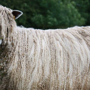 LEICESTER LONGWOOL raw Unwashed locks British rare breed vulnerable status