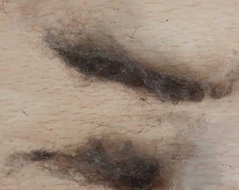 SOAY donkerbruin zeldzaam ras Brits gewassen vezel met risicostatus primitief natuurbehoudras