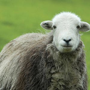 HERDWICK fleece iconic British rare breed sheep washed fleece