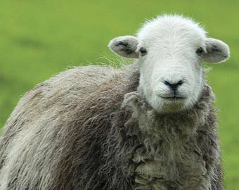 HERDWICK ROVINGS rare breed carded wool British fibre