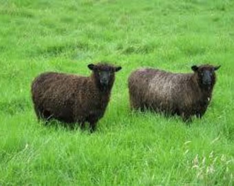 COLOURED ROMNEY HANDSPUN yarn British conservation rare breed