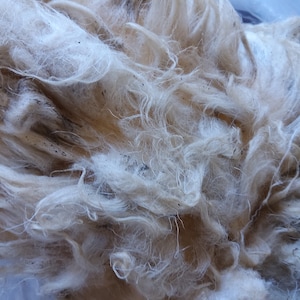 WOOL NORTH RONALDSAY Raw fleece white  British native primitive rare breed vulnerable status