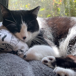 Pode incluir: Um gato preto e branco com patas brancas est&aacute; dormindo em um travesseiro com padr&atilde;o cinza e branco. O gato est&aacute; enroscado e seus olhos est&atilde;o fechados.