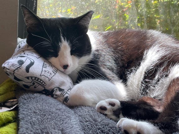 BEST CATNIP Pillows Size 8 x 7 Choose Adorable Fabric Comfy and Soft Cat Nip Toys, Cats will LOVE these, handmade
