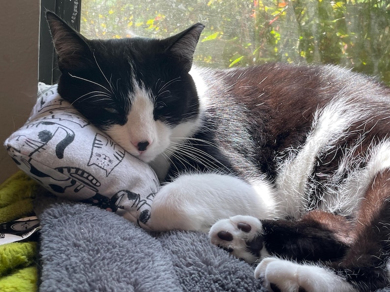 Pode incluir: Um gato preto e branco com patas brancas est&aacute; dormindo em um travesseiro com padr&atilde;o cinza e branco. O gato est&aacute; enroscado e seus olhos est&atilde;o fechados.
