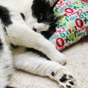 Pode incluir: Um gato preto e branco est&aacute; enroscado em uma superf&iacute;cie branca e fofa. O gato est&aacute; dormindo em um travesseiro com um padr&atilde;o de Natal vermelho e verde. O travesseiro tem as palavras "Merry" e "Cheer" impressas nele.