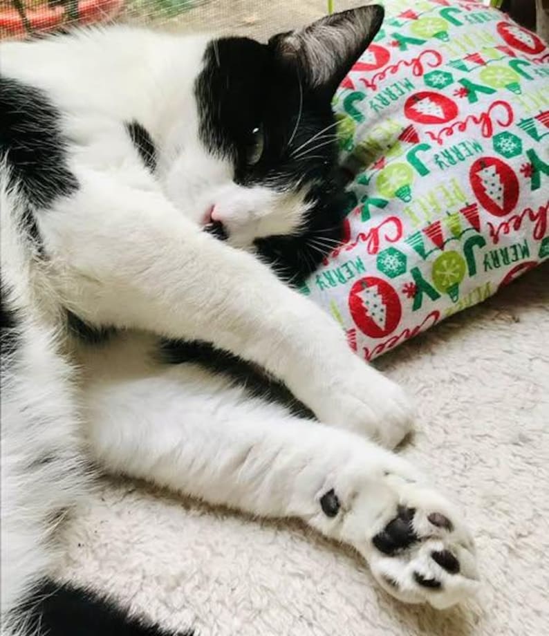 Pode incluir: Um gato preto e branco est&aacute; enroscado em uma superf&iacute;cie branca e fofa. O gato est&aacute; dormindo em um travesseiro com um padr&atilde;o de Natal vermelho e verde. O travesseiro tem as palavras "Merry" e "Cheer" impressas nele.
