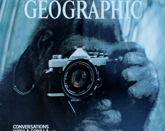 Gorilla Photographer  Koko National Geographic Cover - magazine photographic art/cool gift/photo art/ Animal/chimp/monkey primates