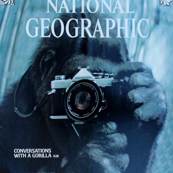 Gorilla Photographer  Koko National Geographic Cover - magazine photographic art/cool gift/photo art/ Animal/chimp/monkey primates