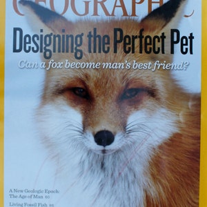 Fox National Geographic Cover Matted - Designer pets -Magazine/ magazine photographic art/cool men&#39;s gift/historical/ Fox/ animals/breeding