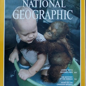 Orangutan & Baby National Geographic Cover - Living with Orangutans -Magazine/ magazine photographic art/cool gift/apes/Africa/bath time