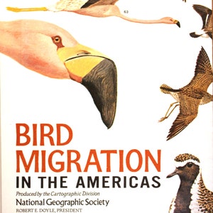 Mapa-gráfico de la migración de aves en las Américas/ cartografía/ mapas/ National Geographic/ migración de aves/ observación de aves/ mapa de las Américas
