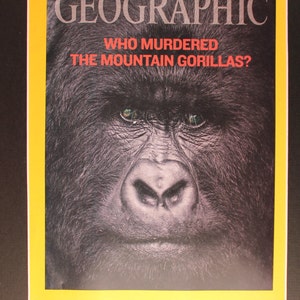 Mountain Gorilla National Geographic Cover matted/ photographic art/cool men&#39;s gift/ Virunga Gorillas/ conservation/ apes/ cool women&#39;s gift