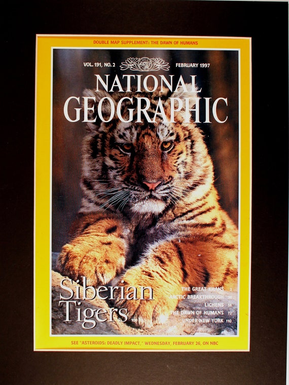 Siberian Tiger Cub National Geographic Cover Magazine - Etsy