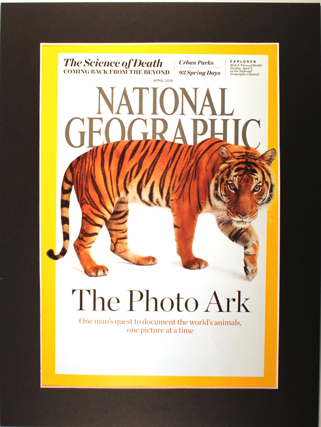 Photo Ark Tiger National Geographic Cover With Mat/magazine Cover/ Joel ...