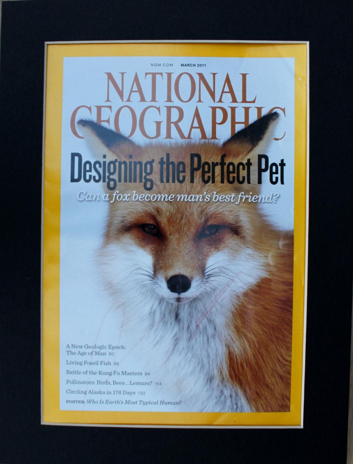 Fox National Geographic Cover Matted Designer pets Etsy