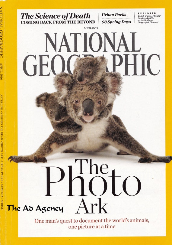 Foto Ark Baby Koalas National Geographic Portada con - Etsy México