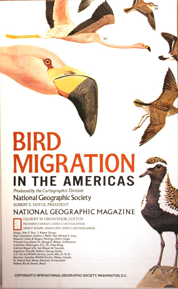 Migration Des Oiseaux Dans Les Ameriques Carte Graphique Etsy France