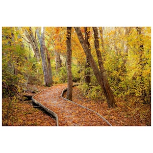 May include: A winding wooden boardwalk path through a forest in autumn. The path is covered in fallen orange and brown leaves, surrounded by trees with yellow and green foliage. The scene is bathed in sunlight.