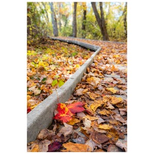 May include: A winding concrete path through a forest in autumn, covered in fallen leaves. The leaves are various shades of yellow, orange, and brown, with a vibrant red leaf near the path's edge. Trees line the path, creating a natural, colorful scene.