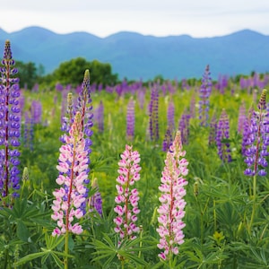 Pink Lupines at Sunrise photo - fine art giclee / metal print of sunrise over the summer wildflowers of Sugar Hill, New Hampshire