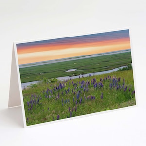 Lupin Salt Marsh Sunrise 5x7 Note Card - photo des fleurs sauvages dans un pré dans le Cape Cod National Seashore du Massachusetts
