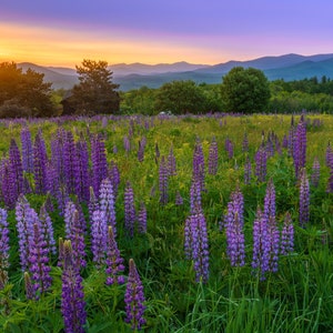 White Mountains Lupine Sunrise photo - fine art giclee / metal print of sunrise over the summer wildflowers of Sugar Hill, New Hampshire