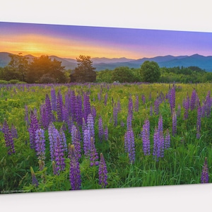White Mountains Lupine Sunrise Canvas Gallery Wrap - landscape photo of sunrise over the summer wildflowers of Sugar Hill, New Hampshire