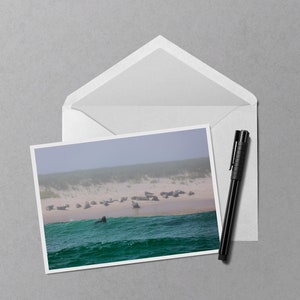 Monomoys Seals Note Card - Carte photo 5x7 d’un phoque sortant la tête de l’eau au Monomoy National Wildlife Refuge