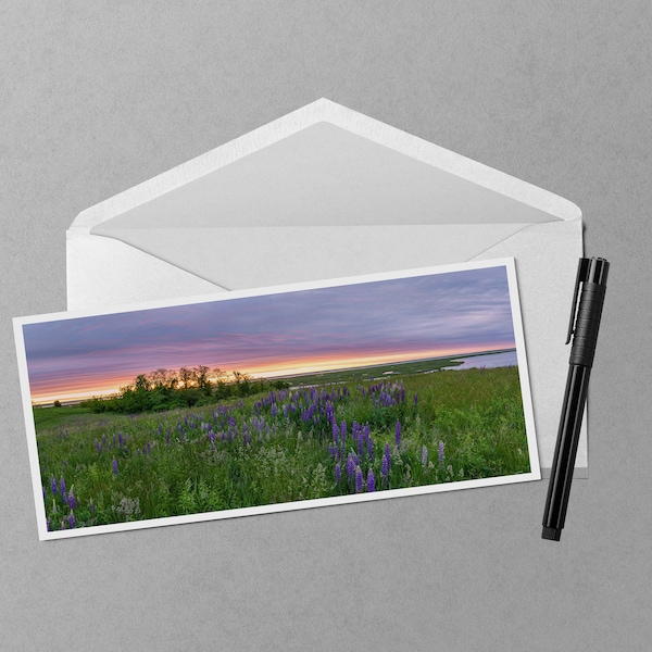 Lupines Sunrise over the Salt Marsh 4x9 Note Card - panorama fine art photograph of sunrise over the Cape Cod National Seashore