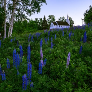 Sunset at St Matthews Chapel Lupines Fine Art Landscape Photography Giclee Print Canvas Wrap Metal Aluminum Wall Art