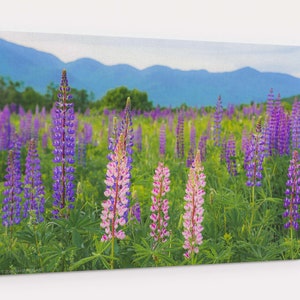 Pink Lupines at Sunrise Canvas Gallery Wrap - photograph of a field of colorful wildflowers at dawn in the White Mountains of New Hampshire