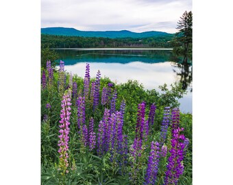 Lupines at Pearl Lake Print - New Hampshire Wildflower Photography, Purple Lupine Lake Landscape, White Mountains Wall Art Decor