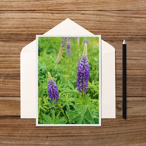 Lupins d’été sur Cape Cod 5x7 Note Card - photo de perles de pluie sur les feuilles de fleurs de lupin dans un champ sur Cape Cod