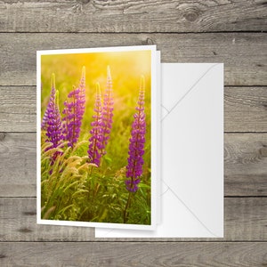 Lupins au coucher du soleil 5x7 Note Card - photo de lupins violets ondulant dans la brise au coucher du soleil près de Fort Hill dans le Cape Cod National Seashore
