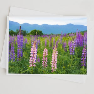 Pink Lupines at Sunrise 5x7 Notizkarte - Foto eines Feldes mit bunten Wildblumen im Morgengrauen in den White Mountains von New Hampshire