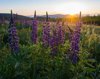 Lupine Glitter Print - photo of sunrise over the lupine plants of Sugar Hill and the White Mountains of New Hampshire