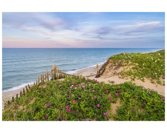 Rosa Rugosa Sunset Print | Cape Cod Beach Photography | Coastal Massachusetts Seashore New England Wall Art Decor | Sand Dunes Ocean Canvas