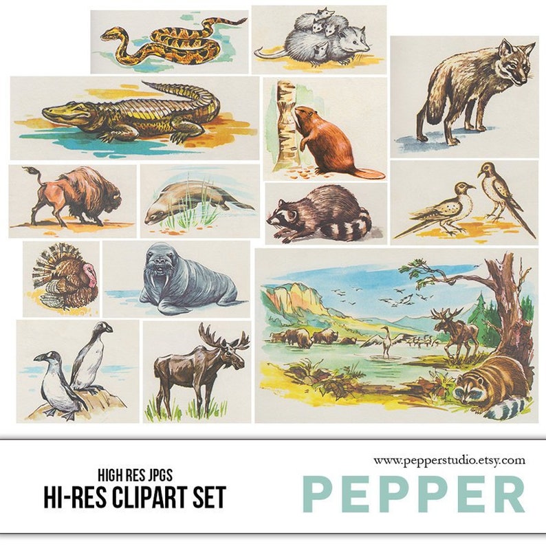 Animals , Retro Clipart , Vintage Illustrations, Forest Animals, Ocean Animals, School, Kids, Nursery, Bright, High Resolution JPGs